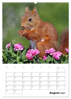 Eichhörnchen Luna (Wandkalender 2027 DIN A2 hoch), CALVENDO Monatskalender