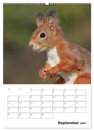 Eichhörnchen Luna (Wandkalender 2027 DIN A2 hoch), CALVENDO Monatskalender