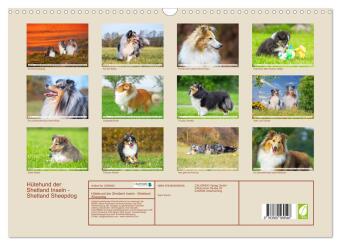 Hütehund der Shetland Inseln - Shetland Sheepdog (Wandkalender 2027 DIN A3 quer), CALVENDO Monatskalender