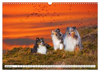 Hütehund der Shetland Inseln - Shetland Sheepdog (Wandkalender 2027 DIN A3 quer), CALVENDO Monatskalender