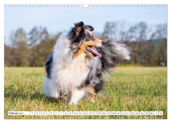 Hütehund der Shetland Inseln - Shetland Sheepdog (Wandkalender 2027 DIN A3 quer), CALVENDO Monatskalender