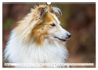 Hütehund der Shetland Inseln - Shetland Sheepdog (Wandkalender 2027 DIN A3 quer), CALVENDO Monatskalender