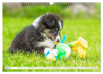 Hütehund der Shetland Inseln - Shetland Sheepdog (Wandkalender 2027 DIN A3 quer), CALVENDO Monatskalender