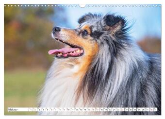 Hütehund der Shetland Inseln - Shetland Sheepdog (Wandkalender 2027 DIN A3 quer), CALVENDO Monatskalender