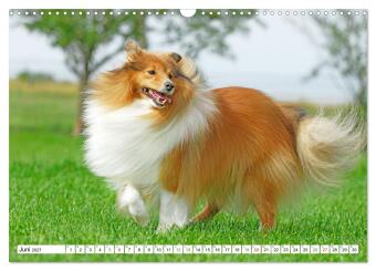 Hütehund der Shetland Inseln - Shetland Sheepdog (Wandkalender 2027 DIN A3 quer), CALVENDO Monatskalender