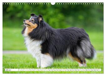 Hütehund der Shetland Inseln - Shetland Sheepdog (Wandkalender 2027 DIN A3 quer), CALVENDO Monatskalender