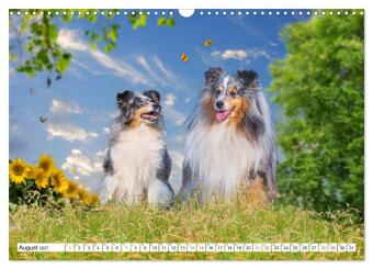 Hütehund der Shetland Inseln - Shetland Sheepdog (Wandkalender 2027 DIN A3 quer), CALVENDO Monatskalender