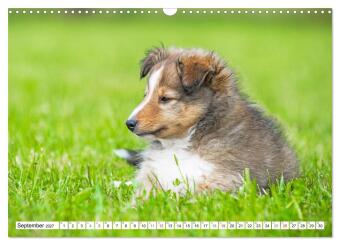 Hütehund der Shetland Inseln - Shetland Sheepdog (Wandkalender 2027 DIN A3 quer), CALVENDO Monatskalender