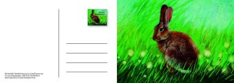 Von den Wiesentieren - Ein Postkartenbuch