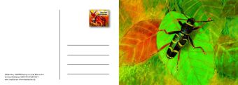Von den Waldtieren - Ein Postkartenbuch