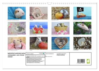 MEERSCHWEINCHEN verzaubern uns immer wieder (Wandkalender 2027 DIN A3 quer), CALVENDO Monatskalender