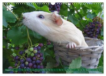 MEERSCHWEINCHEN verzaubern uns immer wieder (Wandkalender 2027 DIN A3 quer), CALVENDO Monatskalender