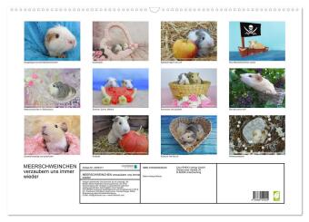 MEERSCHWEINCHEN verzaubern uns immer wieder (Wandkalender 2027 DIN A2 quer), CALVENDO Monatskalender