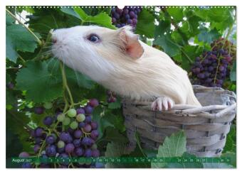 MEERSCHWEINCHEN verzaubern uns immer wieder (Wandkalender 2027 DIN A2 quer), CALVENDO Monatskalender
