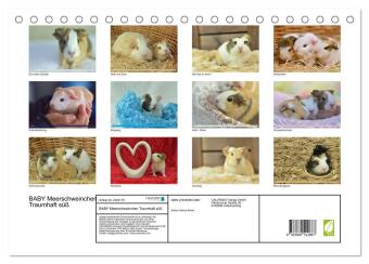 BABY Meerschweinchen Traumhaft süß (Tischkalender 2027 DIN A5 quer), CALVENDO Monatskalender