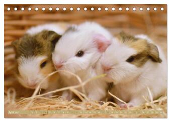 BABY Meerschweinchen Traumhaft süß (Tischkalender 2027 DIN A5 quer), CALVENDO Monatskalender
