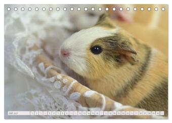 BABY Meerschweinchen Traumhaft süß (Tischkalender 2027 DIN A5 quer), CALVENDO Monatskalender
