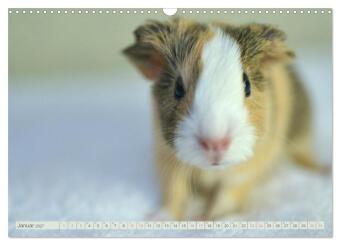 BABY Meerschweinchen Traumhaft süß (Wandkalender 2027 DIN A3 quer), CALVENDO Monatskalender