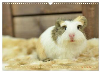 BABY Meerschweinchen Traumhaft süß (Wandkalender 2027 DIN A3 quer), CALVENDO Monatskalender
