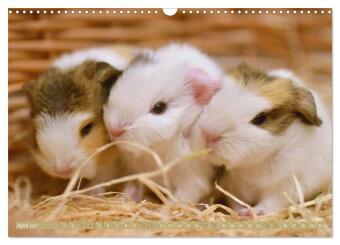 BABY Meerschweinchen Traumhaft süß (Wandkalender 2027 DIN A3 quer), CALVENDO Monatskalender