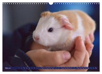 BABY Meerschweinchen Traumhaft süß (Wandkalender 2027 DIN A3 quer), CALVENDO Monatskalender
