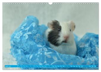 BABY Meerschweinchen Traumhaft süß (Wandkalender 2027 DIN A3 quer), CALVENDO Monatskalender