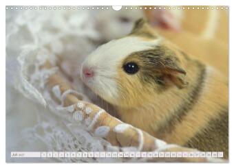 BABY Meerschweinchen Traumhaft süß (Wandkalender 2027 DIN A3 quer), CALVENDO Monatskalender