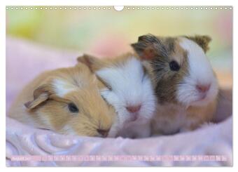BABY Meerschweinchen Traumhaft süß (Wandkalender 2027 DIN A3 quer), CALVENDO Monatskalender