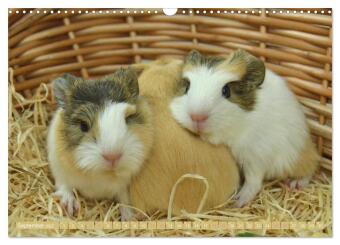 BABY Meerschweinchen Traumhaft süß (Wandkalender 2027 DIN A3 quer), CALVENDO Monatskalender
