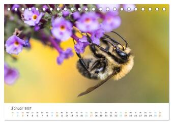 Bee Beautiful - Die phantastische Welt der Bienen (Tischkalender 2027 DIN A5 quer), CALVENDO Monatskalender