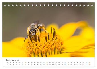 Bee Beautiful - Die phantastische Welt der Bienen (Tischkalender 2027 DIN A5 quer), CALVENDO Monatskalender