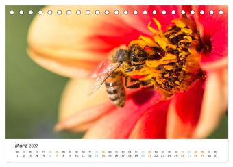 Bee Beautiful - Die phantastische Welt der Bienen (Tischkalender 2027 DIN A5 quer), CALVENDO Monatskalender
