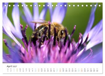 Bee Beautiful - Die phantastische Welt der Bienen (Tischkalender 2027 DIN A5 quer), CALVENDO Monatskalender