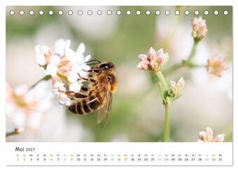 Bee Beautiful - Die phantastische Welt der Bienen (Tischkalender 2027 DIN A5 quer), CALVENDO Monatskalender
