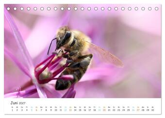 Bee Beautiful - Die phantastische Welt der Bienen (Tischkalender 2027 DIN A5 quer), CALVENDO Monatskalender