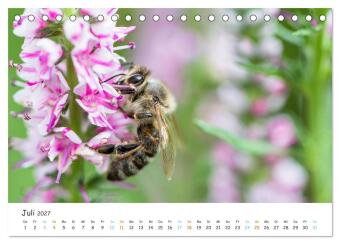 Bee Beautiful - Die phantastische Welt der Bienen (Tischkalender 2027 DIN A5 quer), CALVENDO Monatskalender
