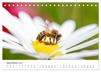 Bee Beautiful - Die phantastische Welt der Bienen (Tischkalender 2027 DIN A5 quer), CALVENDO Monatskalender