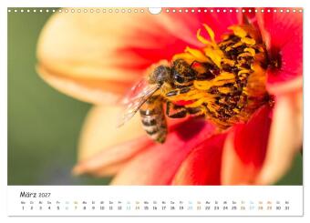 Bee Beautiful - Die phantastische Welt der Bienen (Wandkalender 2027 DIN A3 quer), CALVENDO Monatskalender