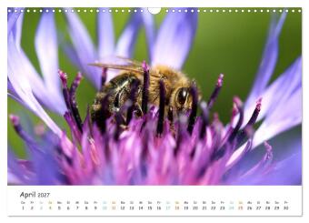 Bee Beautiful - Die phantastische Welt der Bienen (Wandkalender 2027 DIN A3 quer), CALVENDO Monatskalender