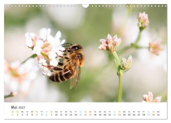 Bee Beautiful - Die phantastische Welt der Bienen (Wandkalender 2027 DIN A3 quer), CALVENDO Monatskalender