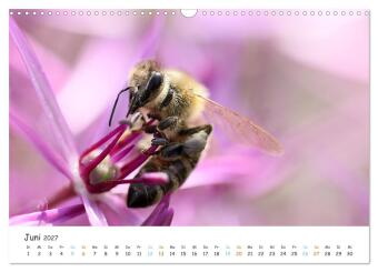 Bee Beautiful - Die phantastische Welt der Bienen (Wandkalender 2027 DIN A3 quer), CALVENDO Monatskalender