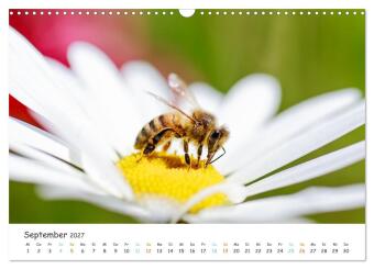 Bee Beautiful - Die phantastische Welt der Bienen (Wandkalender 2027 DIN A3 quer), CALVENDO Monatskalender