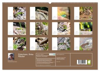 Eidechsen, flinke Räuber (hochwertiger Premium Wandkalender 2027 DIN A2 quer), Kunstdruck in Hochglanz