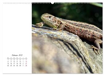 Eidechsen, flinke Räuber (hochwertiger Premium Wandkalender 2027 DIN A2 quer), Kunstdruck in Hochglanz