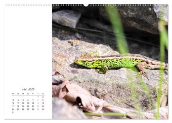 Eidechsen, flinke Räuber (hochwertiger Premium Wandkalender 2027 DIN A2 quer), Kunstdruck in Hochglanz