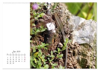 Eidechsen, flinke Räuber (hochwertiger Premium Wandkalender 2027 DIN A2 quer), Kunstdruck in Hochglanz