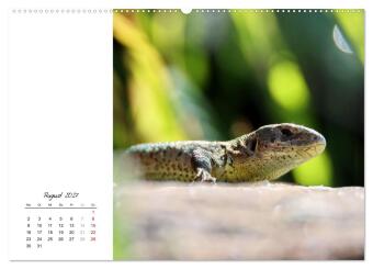 Eidechsen, flinke Räuber (hochwertiger Premium Wandkalender 2027 DIN A2 quer), Kunstdruck in Hochglanz
