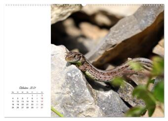 Eidechsen, flinke Räuber (hochwertiger Premium Wandkalender 2027 DIN A2 quer), Kunstdruck in Hochglanz