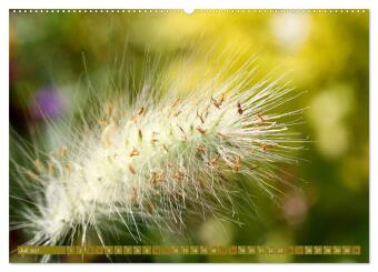 Natur, die bezaubert (Wandkalender 2027 DIN A2 quer), CALVENDO Monatskalender