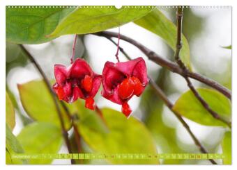 Natur, die bezaubert (Wandkalender 2027 DIN A2 quer), CALVENDO Monatskalender